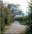 SO0526 : Overhanging branches across a lane south of Brecon by Jaggery