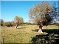 SP1830 : Old Willow Trees by Des Blenkinsopp