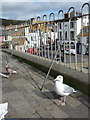 SY3492 : Lyme Regis: scavenging birds at Broad Street by Chris Downer