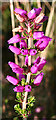 NJ2150 : Bell Heather (Erica cinerea) by Anne Burgess