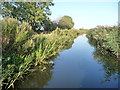 SK7594 : Chesterfield Canal, between bridges 79 and 80 by Christine Johnstone