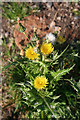 NJ2649 : Rough Sow-thistle (Sonchus asper) by Anne Burgess