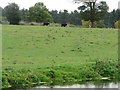 SK6480 : Canalside pasture alongside the Retford Road by Christine Johnstone