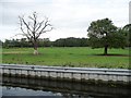 SK6279 : Dead tree and live tree, near Osberton Park Farm by Christine Johnstone