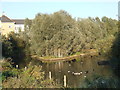 TQ4579 : Geese on the canal, Thamesmead by Malc McDonald