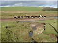 NS8421 : Cattle and feeder on the banks of the Duneaton Water by Oliver Dixon