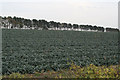 SK5653 : Cabbages and pines by Alan Murray-Rust