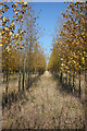 SK7847 : Grange Poplars by Richard Croft