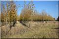 SK7847 : Grange Poplars by Richard Croft