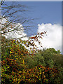 SO8992 : Deciduous trees in Baggeridge Country Park near Sedgley by Roger  D Kidd