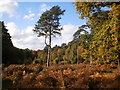 SU9585 : Autumn colours at Burnham Beeches by Peter S