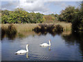 SO8991 : Island Pool in Baggeridge Country Park near Wombourne, Staffordshire by Roger  D Kidd