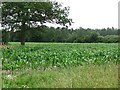 SO4062 : Maize crop, Shobdon by Richard Webb