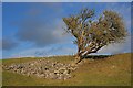 SK1872 : Tree and a Limestone Boulder Field by Mick Garratt