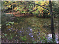 SO8992 : The Upper Wishing Pool in Baggeridge Country Park near Sedgley by Roger  D Kidd