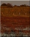 TF5658 : Gibraltar Point - Fox and magpies by Rob Farrow