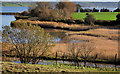 D4000 : The loughshore near Glynn by Albert Bridge