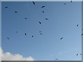 NX6865 : Red kites at Bellymack Hill by M J Richardson