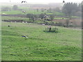 NX6865 : Feeding time at Bellymack Hill by M J Richardson