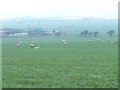 TA0479 : Sheep grazing at Wan Dale by Christine Johnstone