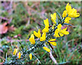 SU2307 : Gorse flowers by Jonathan Kington