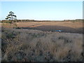 TF6628 : Dersingham Bog (National Nature Reserve) by Richard Humphrey