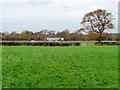 SJ7373 : Hedgerow tree, west of Crown Lane by Christine Johnstone