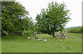 SN6967 : Pasture and ruin south of Tynygraig, Ceredigion by Roger  D Kidd