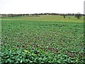 SE4930 : Crop field, south of Old Quarry Lane by Christine Johnstone