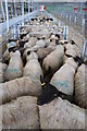 SO4742 : Sheep pens, Hereford Livestock Market by Philip Halling