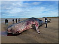 TF6842 : Dead whale at Old Hunstanton - Christmas Day 2011 by Richard Humphrey