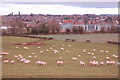 SO6023 : Sheep grazing below Chase Hill by Roger Davies