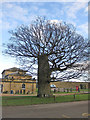 SE7169 : Pollarded oak, Castle Howard car park by Pauline E