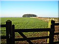  : The Clump, from Gloucester Beeches by Antony Dixon