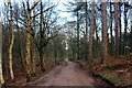 SJ5571 : Delamere Forest by Jeff Buck