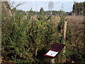 SU8643 : Gorse, Farnham Heath by Colin Smith