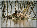 TL4869 : Coot nest by Cottenham Long Drove by Hugh Venables