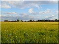 SU2191 : Farmland, Highworth by Andrew Smith