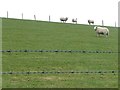 SE1710 : Sheep grazing near Lower Halstead Farm by Christine Johnstone