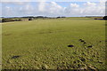 SX1282 : Grazing land north of Roughtor Road by Philip Halling