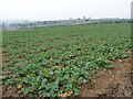 SE7663 : Crop field north of Farfield House by Christine Johnstone