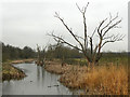 SO7104 : Slimbridge Wildfowl Reserve by David Dixon