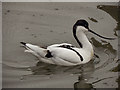 SO7204 : Avocet at Slimbridge by David Dixon