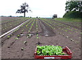 SP2556 : Irrigation of Lettuce Field by Nigel Mykura