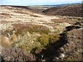 SE0806 : Bilberry patch above Hey Clough by Christine Johnstone