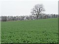 SE4629 : Crop field north of Holy Rood Lane by Christine Johnstone