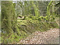 ST1008 : Moss covered back, Newcombe Common by Maigheach-gheal