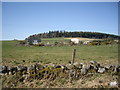 NJ6806 : View towards Tillybirloch Wood by Stanley Howe