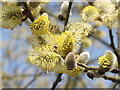 TQ1061 : Cobham Catkins by Colin Smith