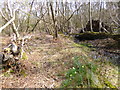 SZ0182 : Godlingston Heath, daffodils by Mike Faherty